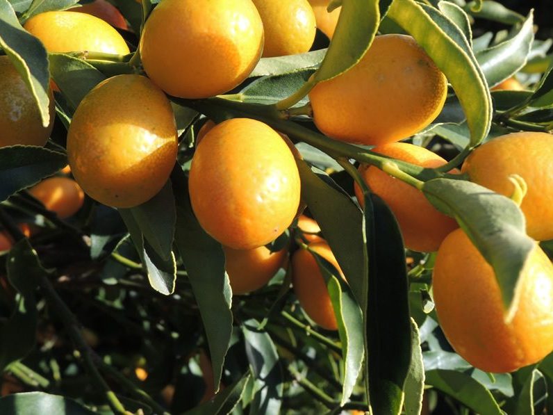 cala-kumquat-spirits-kumquats-sur-branche1000